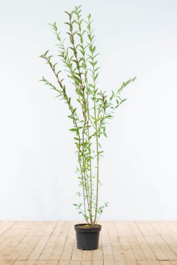 Troène Commun / Ligustrum Vulgare 150-175 cm