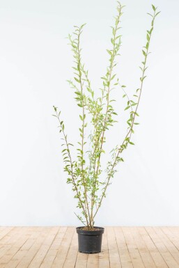 Troène Commun / Ligustrum Vulgare 175-200 cm