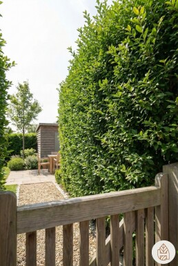 Troène de Californie / Ligustrum Ovalifolium 80-100 cm