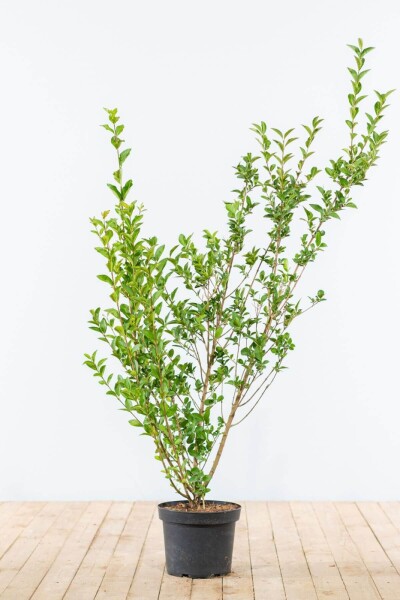 Troène de Californie / Ligustrum Ovalifolium 125-150 cm
