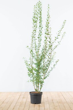 Troène / Ligustrum Vulgare Atrovirens 125-150 cm