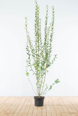 Troène / Ligustrum Vulgare Atrovirens 175-200 cm