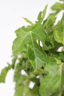 Figuier / Ficus Carica Sur tige/stipe/tronc 80-100 cm