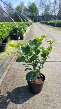 Laurier-palme / Prunus Laurocerasus Rotundifolia 40-60 cm