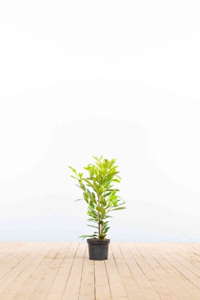 Laurier-palme / Prunus Laurocerasus Rotundifolia 40-60 cm