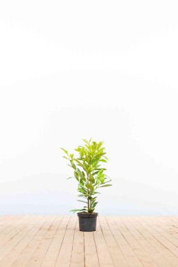 Laurier-palme / Prunus Laurocerasus Rotundifolia 40-60 cm