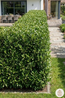 Laurier-palme / Prunus Laurocerasus Rotundifolia 40-60 cm