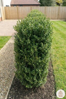 Houx Crénelé / Ilex Crenata Green Hedge 40-60 cm - Pot