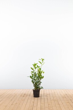 Laurier-palme / Prunus Laurocerasus Caucasica 60-80 cm - Pot