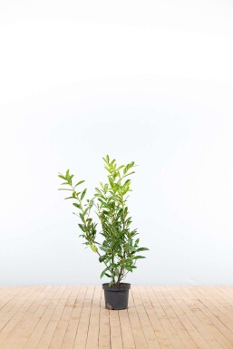 Laurier-palme / Prunus Laurocerasus Caucasica 80-100 cm - Pot