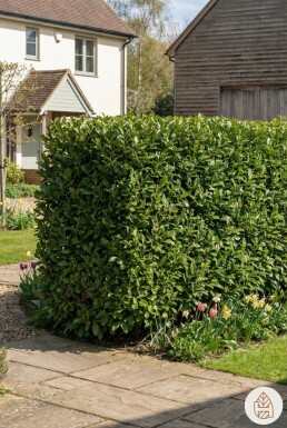 Laurier-palme / Prunus Laurocerasus Caucasica 80-100 cm - Pot