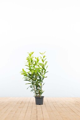 Laurier-palme / Prunus Laurocerasus Herbergii 60-80 cm - Pot
