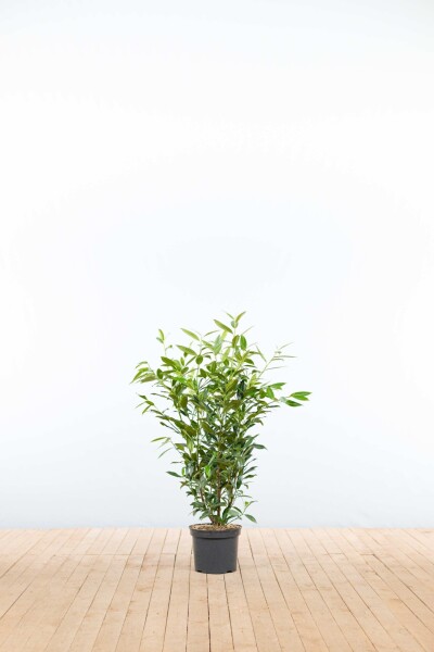 Laurier-palme / Prunus Laurocerasus Herbergii 80-100 cm - Pot