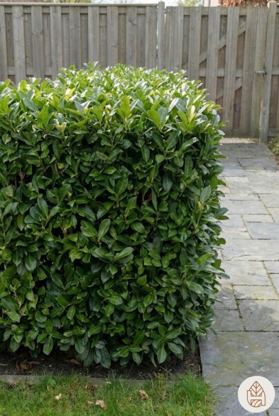 Laurier-cerise / Prunus Laurocerasus Otto Luyken 30-40 cm - Pot