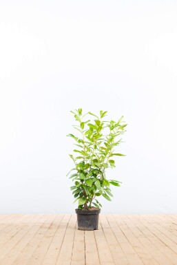 Laurier-palme / Prunus Laurocerasus Rotundifolia 80-100 cm - Pot