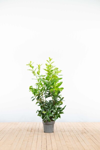 Laurier-palme / Prunus Laurocerasus Rotundifolia 100-125 cm - Pot