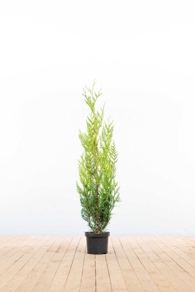 Thuya Plicata Atrovirens 100-125 cm - Pot