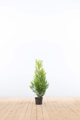 Thuya Plicata Martin 60-80 cm - Pot