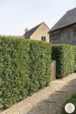 Osmanthe / Osmanthus Burkwoodii 60-80 cm - Pot