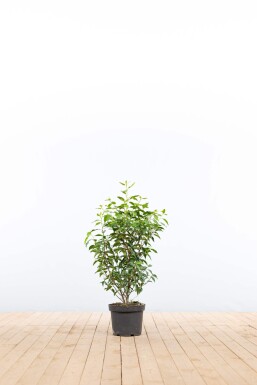 Laurier-cerise / Laurier Du Portugal Prunus Lusitanica Angustifolia 60-80 cm - Pot