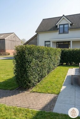 Laurier-cerise / Laurier Du Portugal Prunus Lusitanica Angustifolia 80-100 cm - Pot