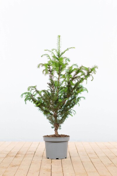If Commun / Taxus Baccata 60-80 cm - Pot