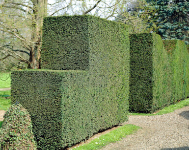 If Commun / Taxus Baccata 60-80 cm - Pot