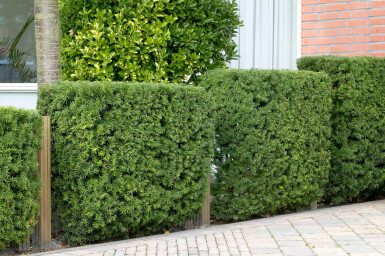 If Commun / Taxus Baccata 60-80 cm - Pot