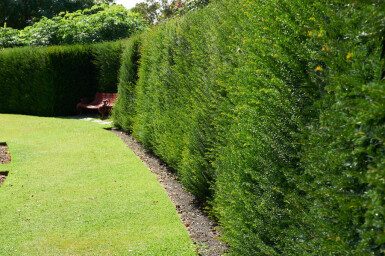 If Commun / Taxus Baccata 60-80 cm - Pot