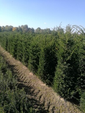 If Commun / Taxus Baccata 60-80 cm - Pot