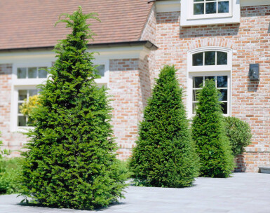If Commun / Taxus Baccata 100-120 cm - Pot