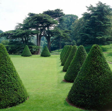 If Commun / Taxus Baccata 100-120 cm - Pot