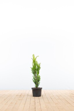 If Hybride / Taxus Media Hillii 60-80 cm - Pot