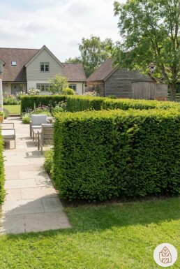 If Hybride / Taxus Media Hillii 60-80 cm - Pot
