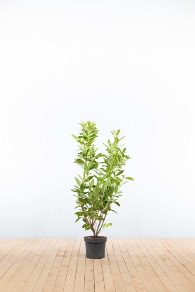 Laurier-palme / Prunus Laurocerasus Caucasica 100-125 cm - Pot