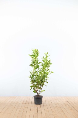 Laurier-palme / Prunus Laurocerasus Caucasica 100-125 cm - Pot