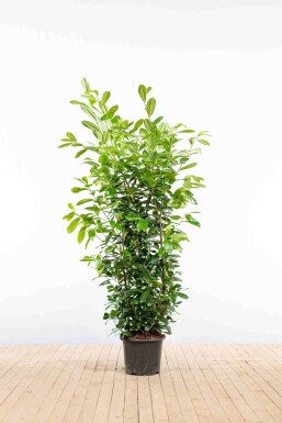 Laurier-palme / Prunus Laurocerasus Novita 150-175 cm - Pot