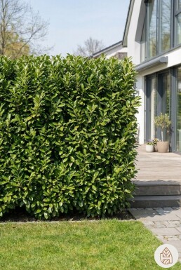 Laurier-palme / Prunus Laurocerasus Novita 150-175 cm - Pot
