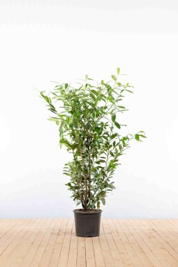 Laurier-palme / Prunus Laurocerasus Caucasica 125-150 cm - Pot