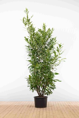 Laurier-palme / Prunus Laurocerasus Caucasica 200-225 cm - Pot