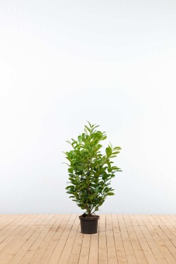 Laurier-cerise / Prunus Laurocerasus Etna 100-125 cm - Pot