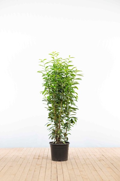 Laurier-cerise / Prunus Laurocerasus Genolia 125-150 cm - Pot