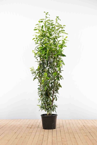 Laurier-cerise / Prunus Laurocerasus Genolia 200-225 cm - Pot