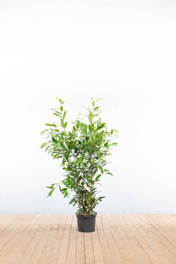 Laurier-palme / Prunus Laurocerasus Herbergii 100-125 cm - Pot