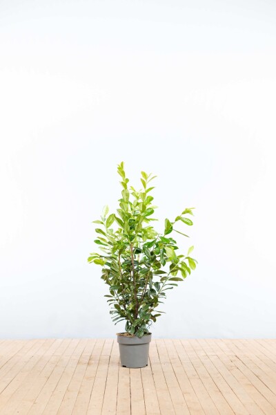 Laurier-palme / Prunus Laurocerasus Novita 100-125 cm - Pot