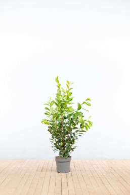 Laurier-palme / Prunus Laurocerasus Novita 100-125 cm - Pot