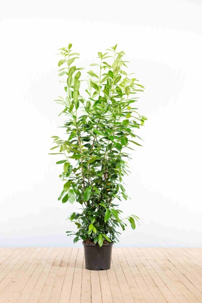 Laurier-palme / Prunus Laurocerasus Novita 175-200 cm - Pot