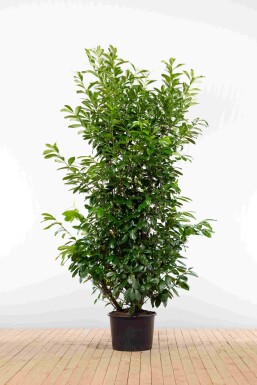 Laurier-palme / Prunus Laurocerasus Novita 200-225 cm - Pot