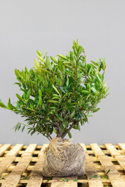 Laurier-cerise / Prunus Laurocerasus Otto Luyken 40-50 cm - Pot