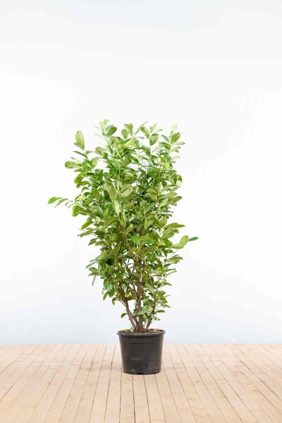 Laurier-palme / Prunus Laurocerasus Rotundifolia 125-150 cm - Pot